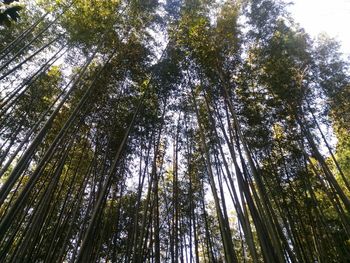 Low angle view of bamboo trees in forest