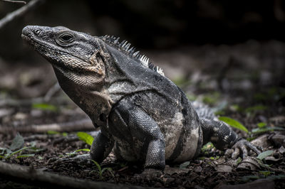 Close-up of iguana