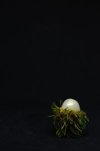 Close-up of vegetables against black background