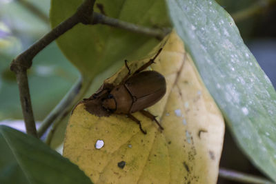 Close-up of insect on leaf