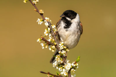 Close-up of bird perching on plant