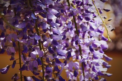 Close-up of purple flowering plants