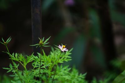 Close-up of flowering plant