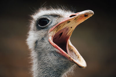 Close-up of ostrich