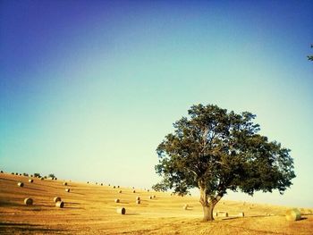 Trees on landscape against clear blue sky