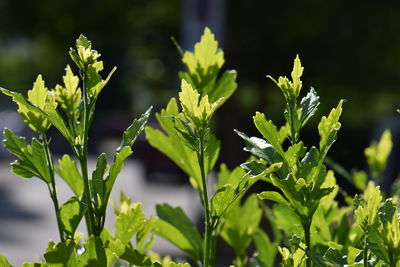 Close-up of fresh green plant in field