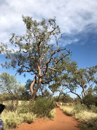 Tree on field against sky