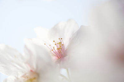 Close-up of insect on flower