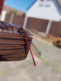 Close-up of insect on rope against building