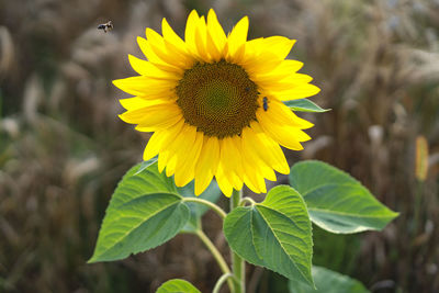 Close-up of yellow sunflower