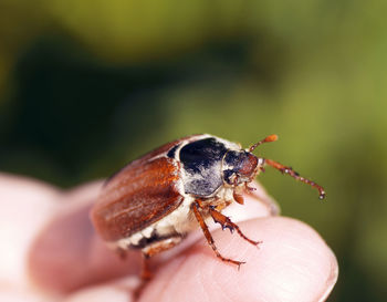 Close-up of insect on hand