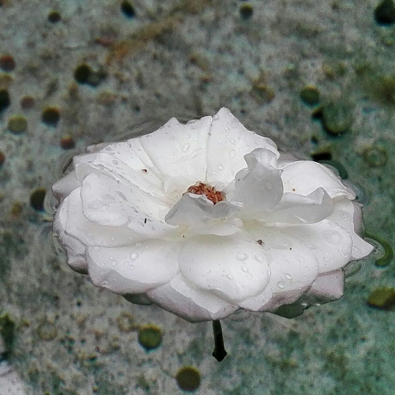 animal themes, wildlife, animals in the wild, high angle view, close-up, one animal, nature, insect, water, white color, fragility, beauty in nature, outdoors, day, no people, animal shell, rock - object, ground, sea life, death