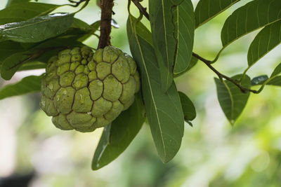 Close-up of fruit growing on plant