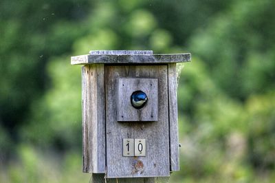 Bird peeks out of its birdhouse