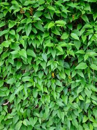 Full frame shot of plants