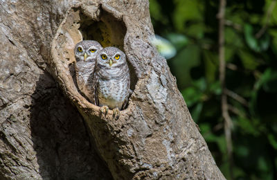 Portrait of owls perching on tree trunk