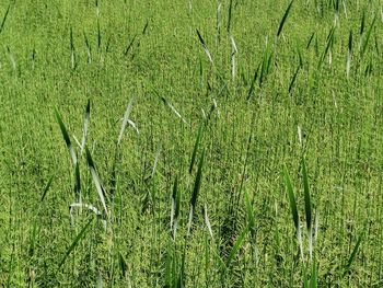 Full frame shot of bamboo on field