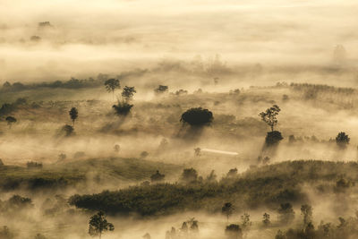 Aerial view of trees on landscape against sky