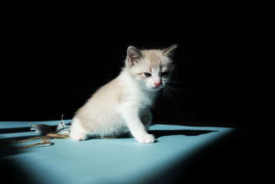 White little luminous cute kitten sitting on blue floor and looks around on a black background