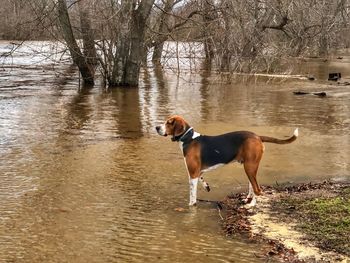 Dog standing in a lake