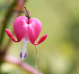 Close-up of pink flowers