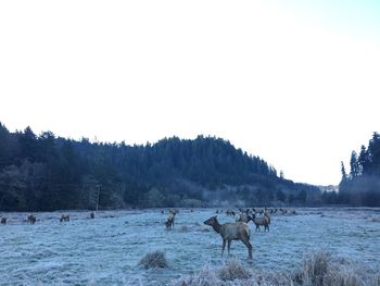 Silhouette deer on field against sky