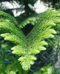 Close-up of green leaves