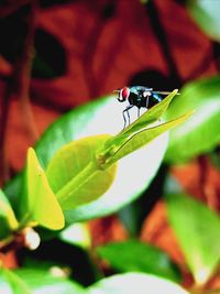 Close-up of insect on leaf