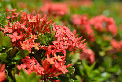 Close-up of pink flowering plants