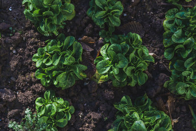 High angle view of salad