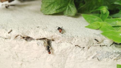 Close-up of insect on wall