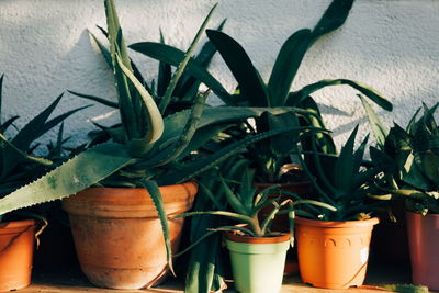 Close-up of potted plants against wall