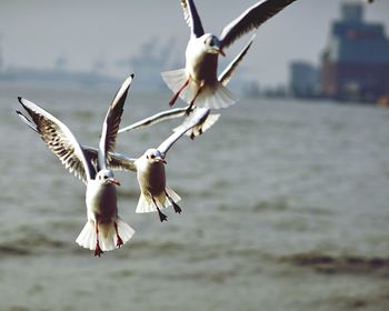 Close-up of seagull flying over lake
