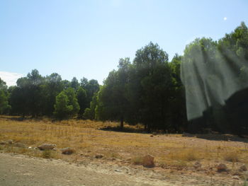 Trees on field against clear sky