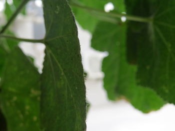 Close-up of ivy growing on tree trunk