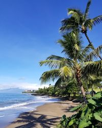 Palm trees on beach against blue sky