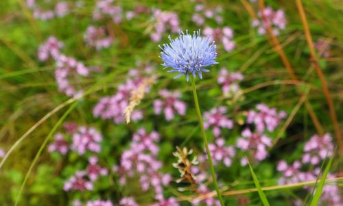 Close-up of pink flowers