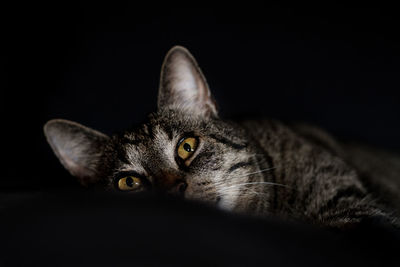 Close-up portrait of a cat over black background