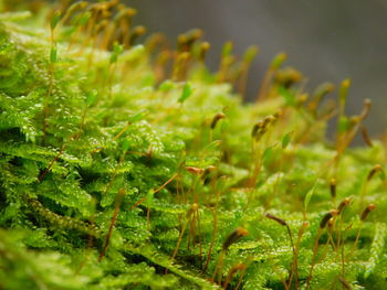 Close-up of plant growing outdoors