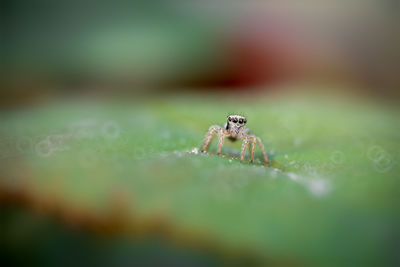 Close-up of spider