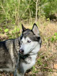 View of dog looking away on field