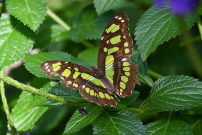 Close-up of butterfly on leaves