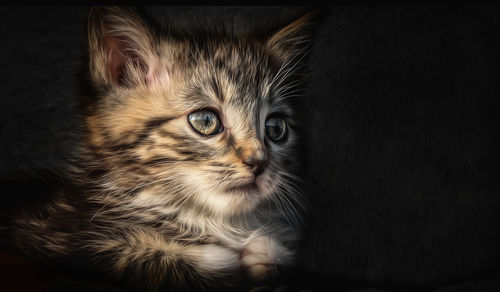 Close-up of a cat looking away