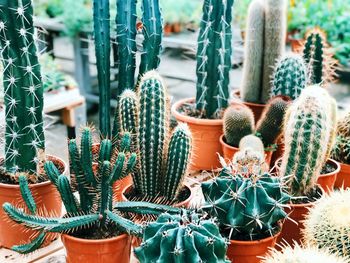 Close-up of cactus in garden