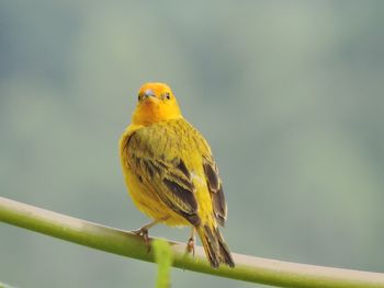 Close-up of bird perching on yellow leaf