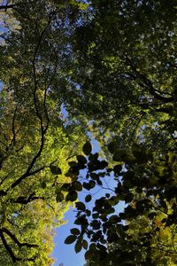 Low angle view of trees by lake