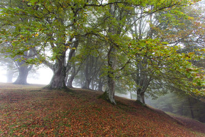 Trees on landscape against sky