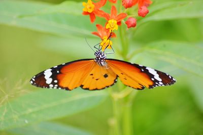 Close-up of butterfly pollinating on flower