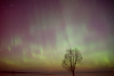 Low angle view of silhouette trees against sky at night