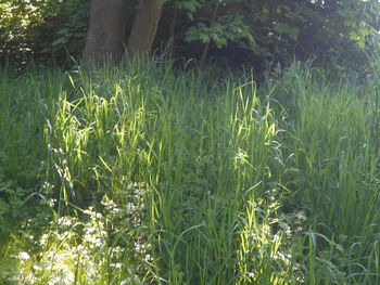 plant